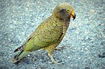 bird - kea | Kea Nestor notabilis - Google Search | Birds of the world ...