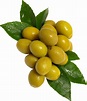 Green olives PNG transparent image download, size: 1936x2260px