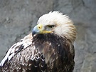 Eastern Imperial Eagle Free Photo Download | FreeImages