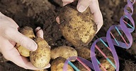 Breaking: The U.S. Approved Three Types of Genetically Modified Potatoes