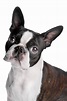 Boston terrier png png smooth edges