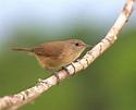 Garrincha (Troglodytes musculus): o pássaro que deu origem ao apelido ...