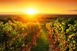 Weinberg im goldenen Licht bei Sonnenuntergang – Weinatelier.Shop