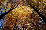 Fall Tree Tops | Trees| Free Nature Pictures by ForestWander Nature ...