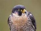 Peregrine Falcon Bird Facts (Falco peregrinus) | Bird Fact