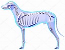 Dog Skeleton Anatomy - Anatomy of a Male Dog Skeleton — Stock Photo ...