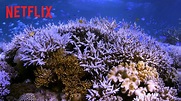 En busca del coral | Tráiler oficial | Netflix - YouTube
