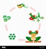 Frosch-Lebenszyklus. Amphibien-Wachstum Stadien Eier oder Frogspawn ...
