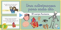 FREE! - Adivinanzas para niños, el cuerpo humano - Twinkl