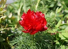 Japanese Fernleaf Peony • Kiwi Nurseries Ltd