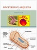 Cap 3. Bacterias y Arqueas | Las bacterias | Archaea