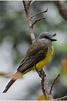 Lima Milenaria: Aves en los parques de Lima: otro patrimonio por proteger