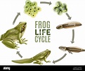 Amphibien lebenszyklus Stock-Vektorgrafiken kaufen - Alamy