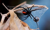 Araña viuda negra: Carácterísticas, picadura, veneno, sintomas y más