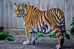 File:Captive Siberian tiger - Copenhagen Zoo, Denmark.jpg - Wikimedia ...