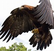 File:Golden Eagle in flight - 5.jpg - Wikipedia