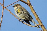 10 Smallest Birds In North America – North American Nature