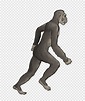 Top 184 + Dibujos de lucy australopithecus - Ginformate.mx