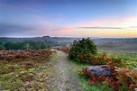 10 Best Hiking Trails in New Forest National Park - Discover the Top ...