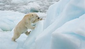 Polar Bears: Species Facts, Info & More | WWF.CA