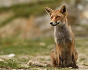 Volpe Rossa (Bulpes vulpes) | Parco Nazionale Gran Paradiso