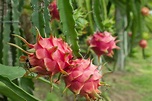 Growing Dragon Fruits: Best Varieties, Planting Guide, Care, Problems ...