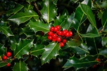 Holly: growing, varieties & propagation - Plantura