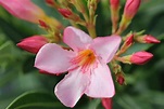 Nerium oleander Nana Rosso