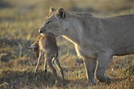 Alimentación del León - Felinos Información y Características