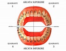 Anatomia Do Dente 36