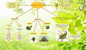 Reino Plantae :: Biología