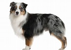 Australian Shepherd Breed Facts and Information | PetCoach