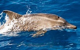 Rough-Toothed Dolphin (Steno bredanensis) | Dolphins World