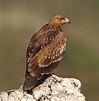 Imperial eagle - unapproachable bird | DinoAnimals.com
