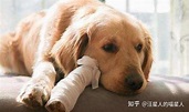 狗狗癌症系列：骨肉瘤 - 知乎