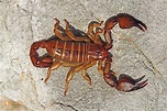 Europäischer Skorpion Bild bestellen - Naturbilder bei Wildlife Media