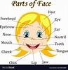 Cartoon child girl vocabulary of face parts vector image on VectorStock ...