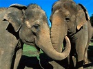 Two elephants reunited after more than 20 years -- Don't Panic! Lighten ...