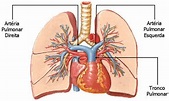 Arteria pulmonar (origen, trayecto, función, desarrollo, importancia ...