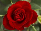 Historia de la Rosa – La cultura de las flores
