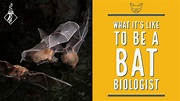 What it's like to be a Bat Biologist | SciAll.org - YouTube