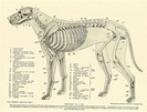 Скелет собак: подробная анатомия, описание костей