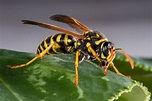 Which Hornets Live in the Ground? Wasps that Live Below Ground