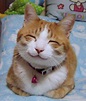 Happy smiling cat - BJsRealm Photo (41001490) - Fanpop