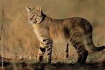 An African wild cat (Felis silvestris lybica), South Africa Stock Photo ...