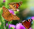 Come fare un giardino per le farfalle - Terra Nuova