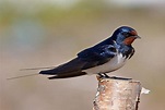 Dia Mundial das Aves Migratórias é comemorado em 10 de maio