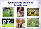 Animales Herbívoros: Información, Lista, Ejemplos y Nombres