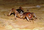 Jerusalem crickets large, flightless insects of the genus Stenopelmatus ...