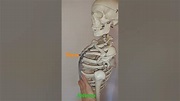 Anatomy basics 1, Anatomie für Anfänger 1, Knochennamen, #short # ...